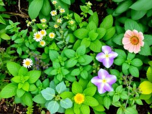 Aranjament vibrant cu zece plante medicinale diverse.